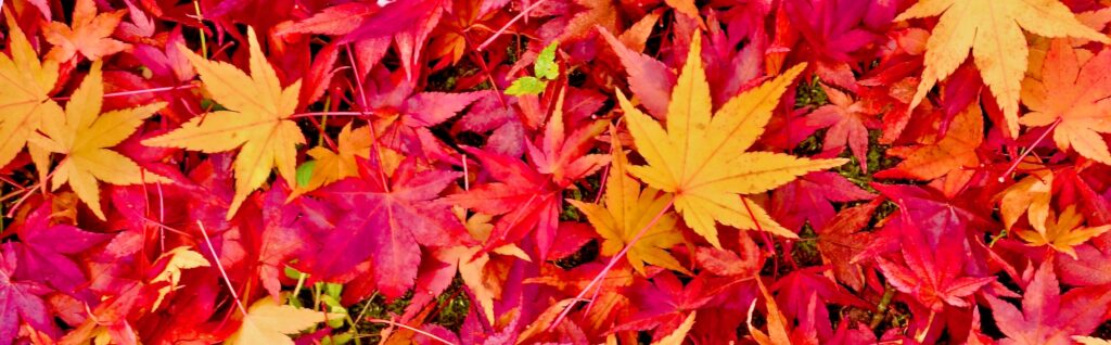colorful japanese maple leaves